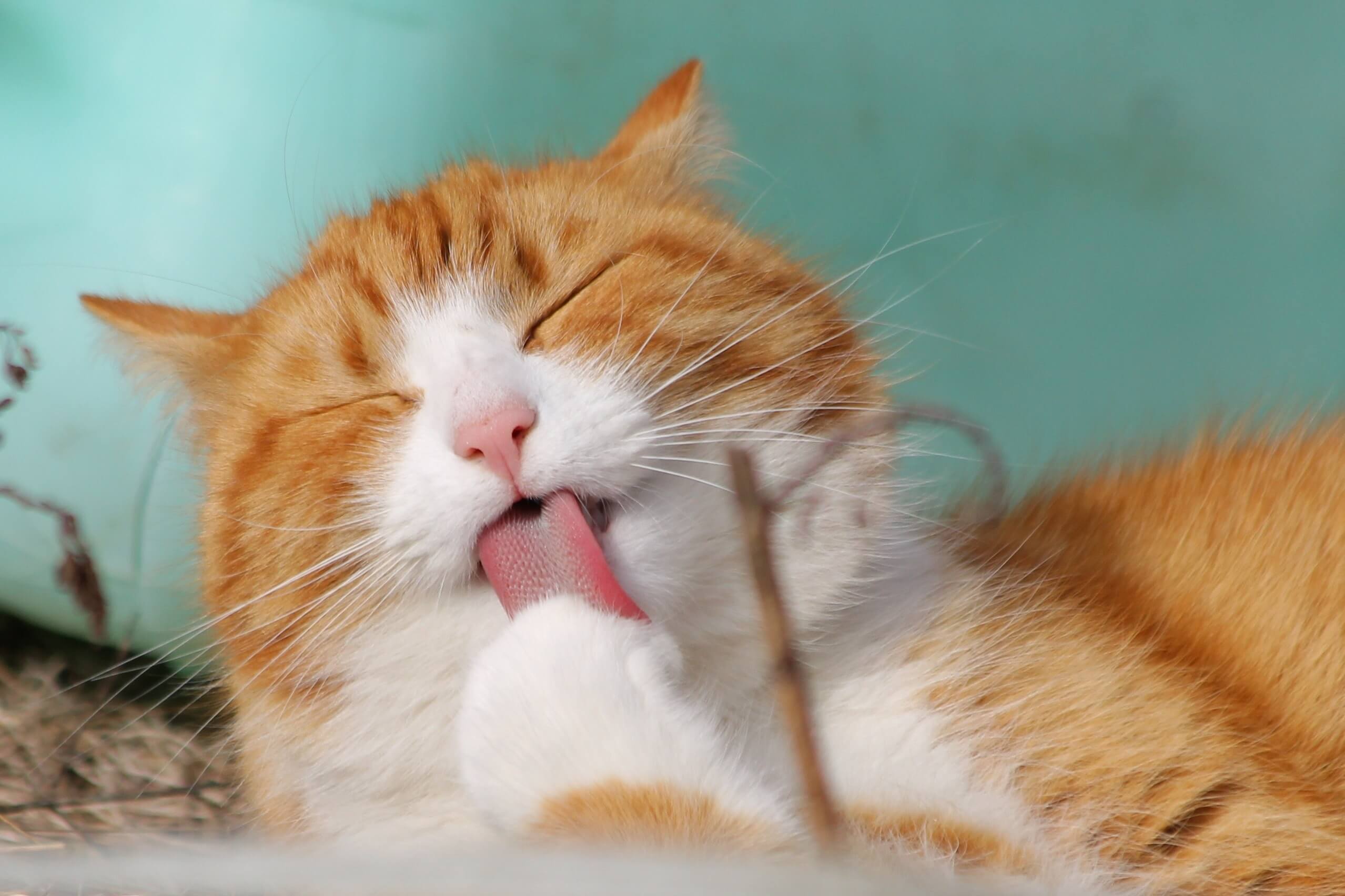Charger la vidéo : Comment injecter un chat FIP ?